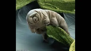 Tardigrade in Moss #shorts
