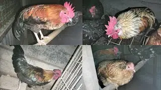 দেশি মুরগির খামারের বড় মোরগ গুলোর ওজন কত হলো 🐔