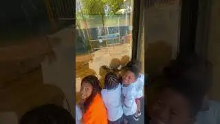 Crocodile 🐊 Baby at the Turtle Back Zoo 7/19/24 West Orange NJ.