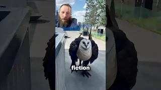 Trying to Read the Words Flashing On the Screen About Crazy Animals! #ytshorts #funny #foryou #short