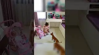 Pancho entscheidet: LOL Puppe oder Baby Born Puppe #puppen