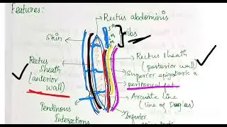 Rectus abdominis muscle and Rectus sheath #anatomy  #abdomen