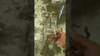 Three Months Old Juvenile Sea Cucumber Culture in Tank #Short #goberttvchanel