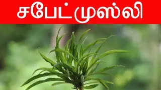 சபேட்முஸ்லி சிறப்புகள்  Chlorophytum Borivilianum Asparagales @SpmHerbal