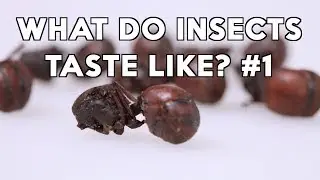 The 13 weirdest foods on earth. INSECT TASTE-OFF!