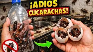 Como Eliminar CUCARACHAS en casa Facil, Rapido y Sencillo