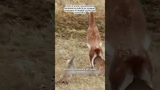 #foryou #animals #insolite #leapard #wildlife #latestinbeautylineupproducts #lepard #wildanimals