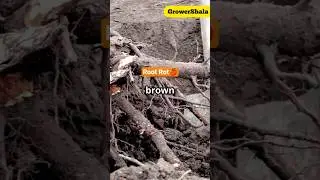 Root Rot Symptoms in Apple and Prevention | GrowerShala