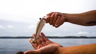 WE CAUGHT A GREATER WEEVER! - Boat Fishing in Cornwall - Sea Fishing UK