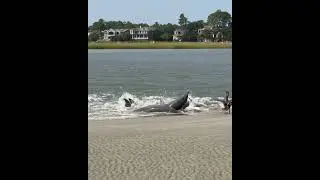 Dolphins' Cooperative Strand Feeding Strategy