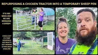 Repurposing a Chicken Tractor & Making it a Temporary Sheep Pen