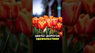 Тюльпаны ко Дню святого Валентина: Минск vs Вильнюс  / Новости #тюльпаны #цветы #цены #налоги