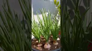 Grow Spring Onion At Home #shorts #springonions #homegardening #trending #youtubeshorts