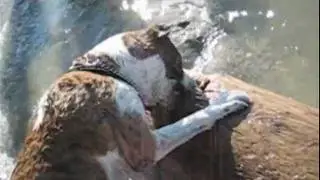 R.I.P. Dirty Dog