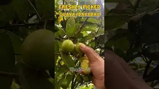 PICKING GUAVA FRUIT(BAYABAS) FRESH FROM TREES... #karzymikatv #fruitpicking #guava #bayabas