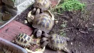 Tortoise's feeding time.....