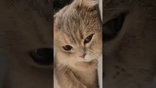 #cat #kitten #catlovers #cute #catshorts #cutecat #pets #cutecats #kitty #funny