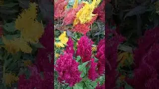 Colorful flower