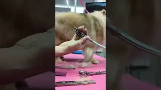 Yento Tanto scissors demonstration
