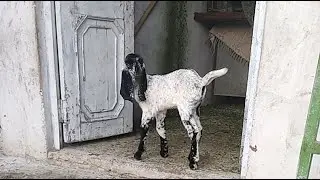 Goat farming on the Roof 01.02.26