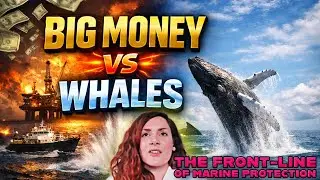 &ldquo;I Forgot My Camera Charger&hellip; During a Whale Bonanza&rdquo;