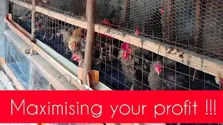 Ideas on how to maximise profit in poultry farm