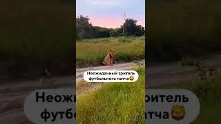 looks closely at those who run poorly | присматривается к тем, кто плохо бегает