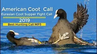 পাখির ডাক দিয়ে পাখি শিকার | Coot Birds Fight Call