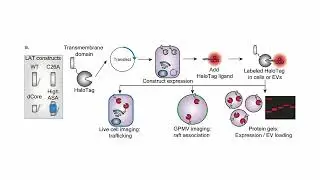 Enhancing Extracellular Vesicle Cargo Loading and Functional Delivery, Peruzzi et al., Nat Com 2024