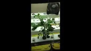 High Pressure Aeroponics