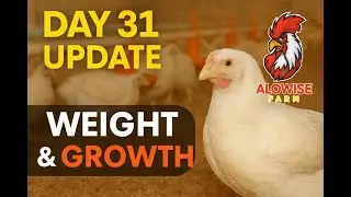 DAY 31, BIG Milestone For Broilers Chicken On Day 31?