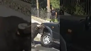 Нападение животных на авто 😱😱😱#animals #car #attack #wildlife animals