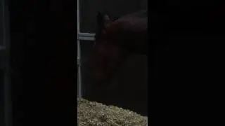 Reiki on Horses