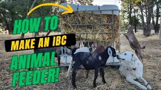 ⏰️ 30 minute - ANIMAL FEEDING STATION out of an IBC. ♻️