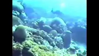 Diving at Texas Flower Gardens - 1991