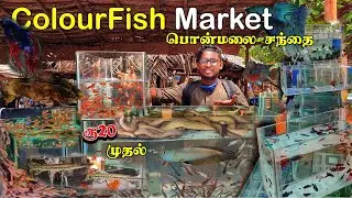 Sunday colourfish market|Ponmalaisanthai after lockdown|பொன்மலை சந்தை|cheap price|From 20rs|Xploring