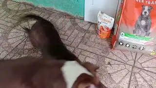meu casal de Pitbull na espera da alimenta&ccedil;&atilde;o #ra&ccedil;ao Golden Power training # pet kennnel