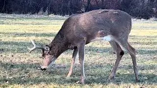 A Magnificent Buck