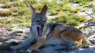 Rundreise Namibia - Etosha-Nationalpark 2017 deutsch: Viel gesehen gegen Ende der Regenzeit