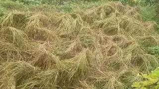 pahadi janjeevan