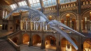 متحف التاريخ الطبيعي، لندن | London NHM