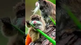 Emperor Tamarin Foraging#wildlifeentertainment #animalkingdom