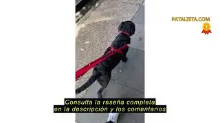 Reseña del Arnés de control frontal HALTI - Para evitar que tu perro tire de la correa, Ajustable, L