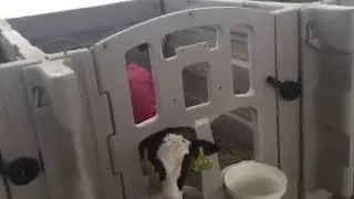 Agri-Plastics Calf pens in China (2000 in use)