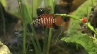 Dario sp 'Myanmar'- Dario dario- Badis badis- Enethistes jerdoni- Tylomelania gemmifera- Planarbella