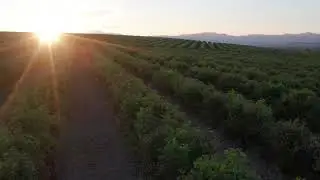 Rose valley at sunset - Kazanlak (dji mavic 2 Pro)