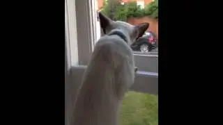 Very smart Siamese kitten