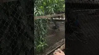 Indian peacock #animalworld #animals #zoo #peacock