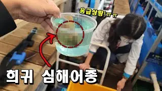 응급상황!! 희귀 심해어를 어렵사리 만났는데 썩어가는 질병이라니..도와주세요!ㅠㅠ