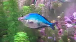 Malta aquarium fresh water fish